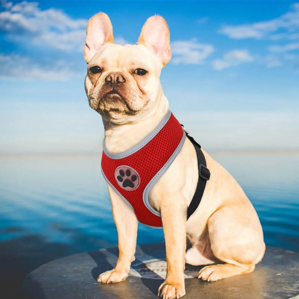FlexiPaw Harness