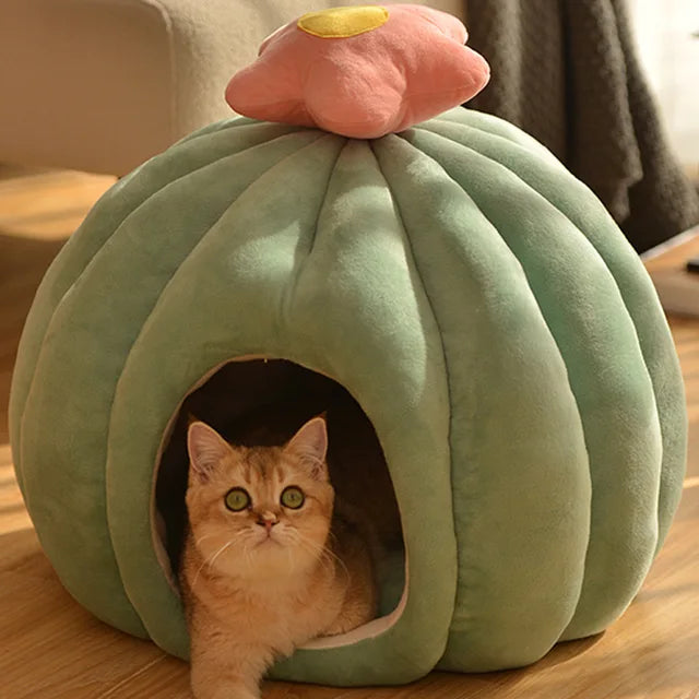 CozyCactus