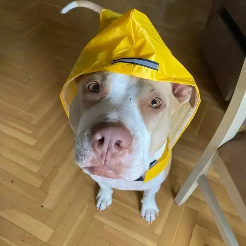 Dog Raincoat