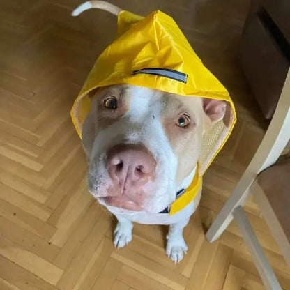 Dog Raincoat