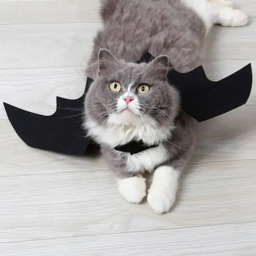 Purrfect Bat Wings
