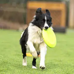 Rubber Frisbee