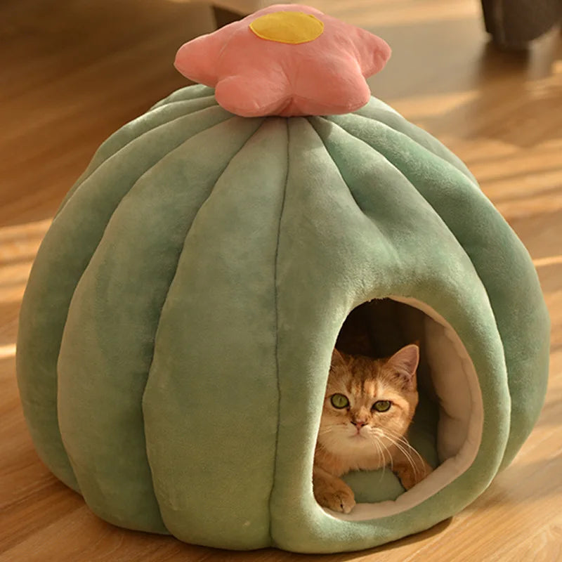 CozyCactus