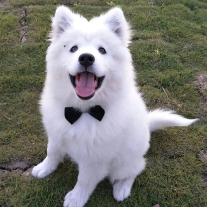 Bow Tie Collar