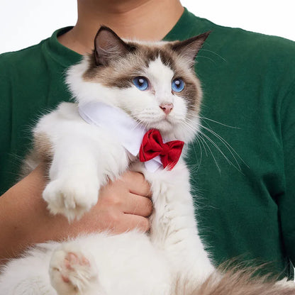 Bow Tie Collar