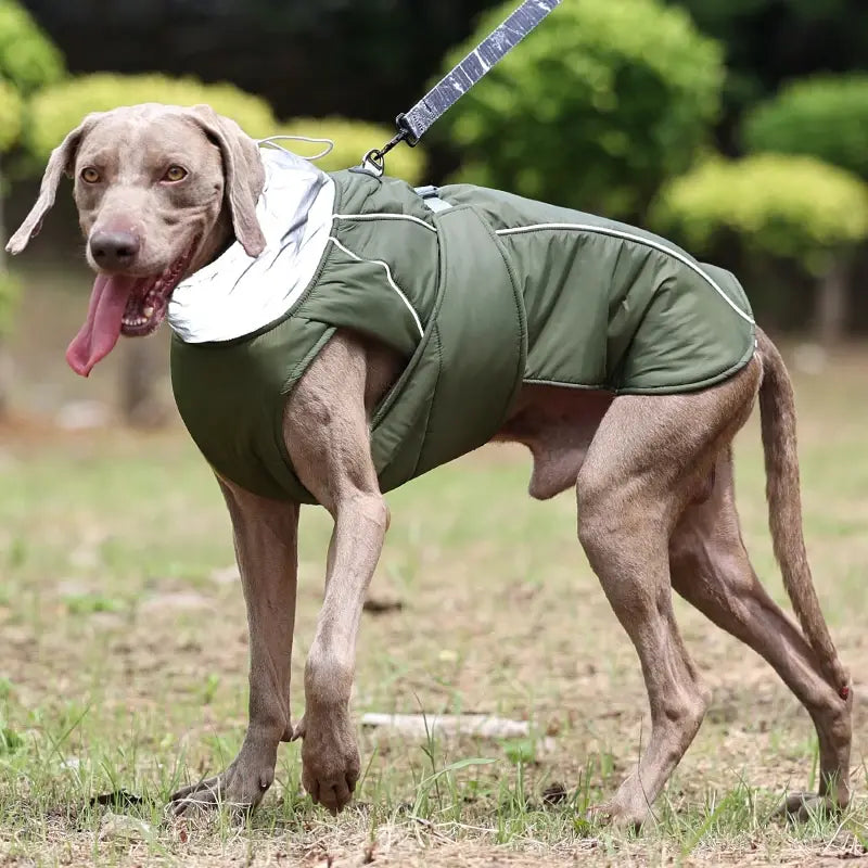 BrrrBark Jacket