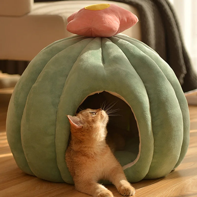 CozyCactus