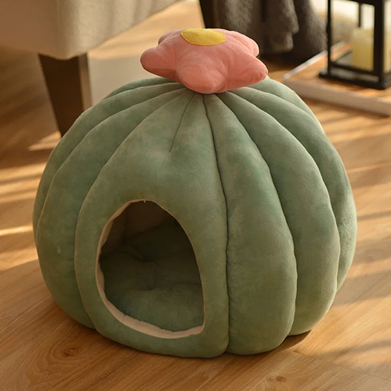 CozyCactus