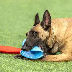 Rubber Frisbee