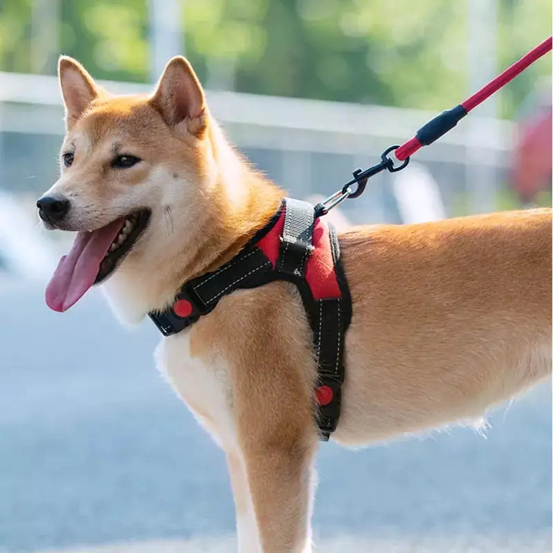 Walking Harness