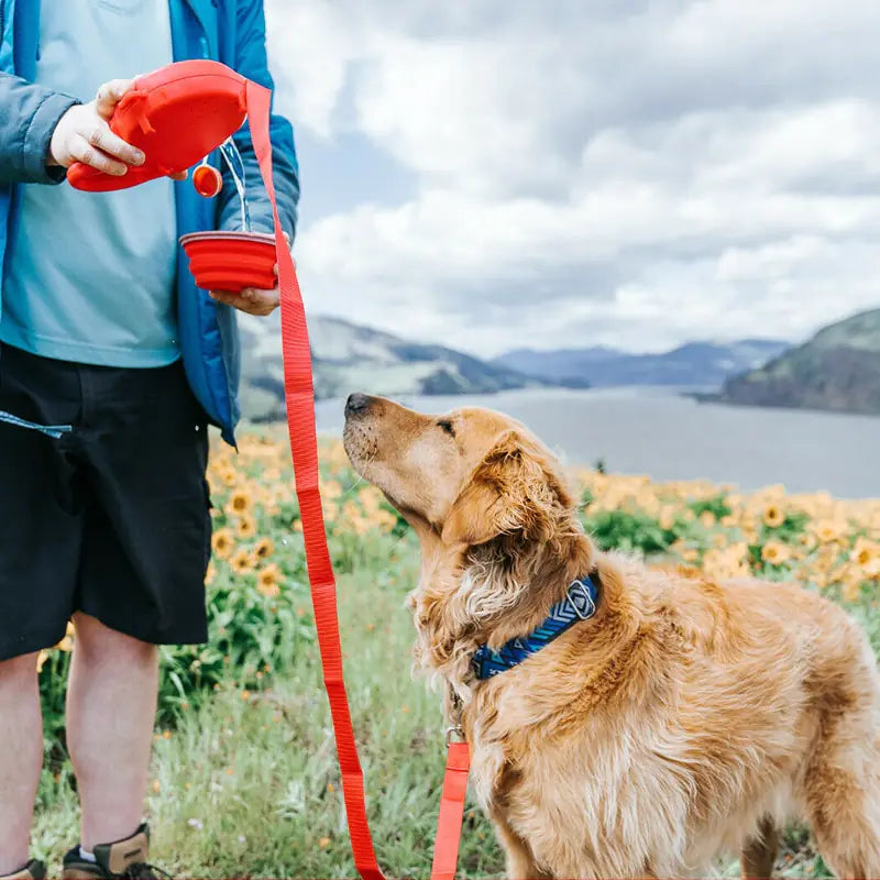 PawGear Leash Set