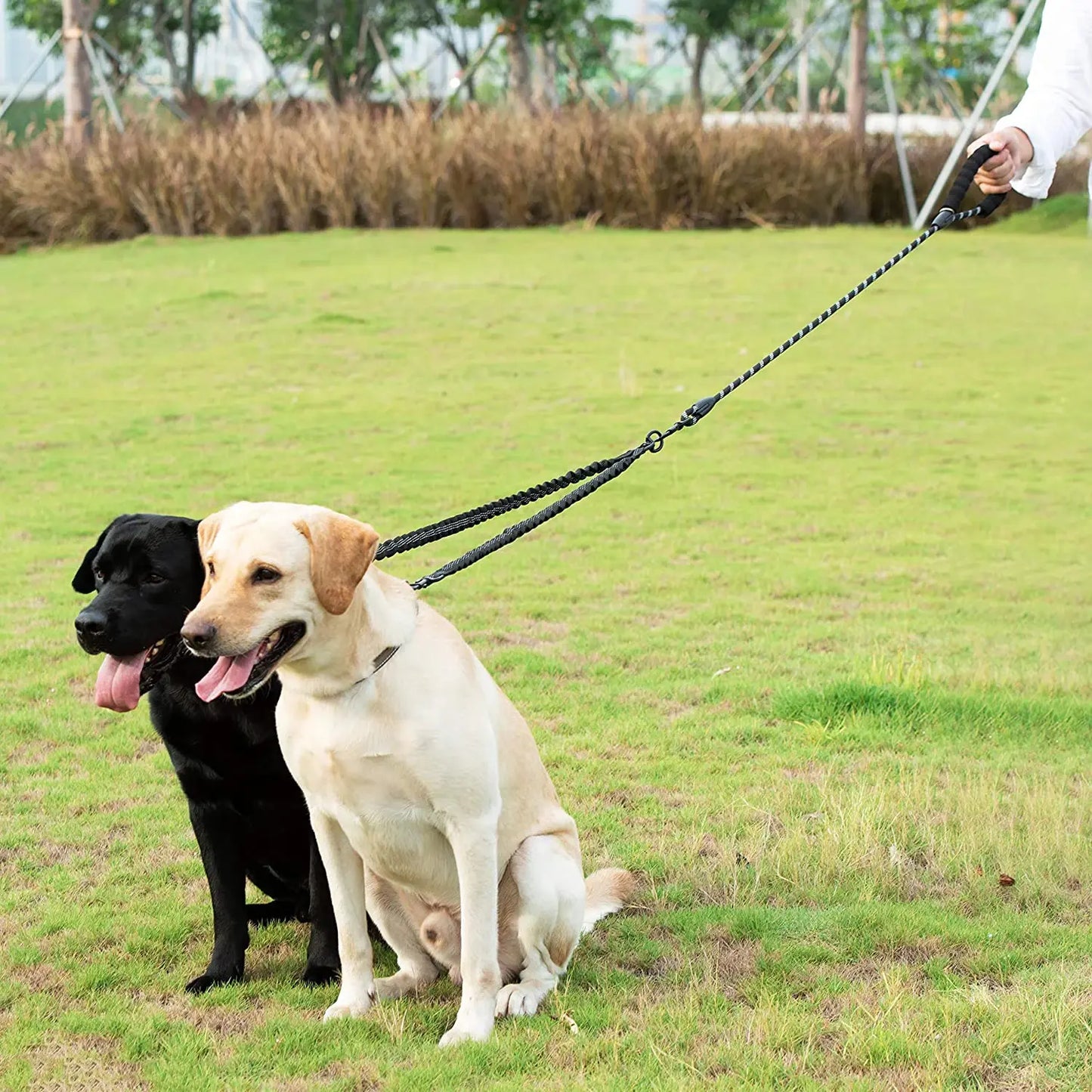 Double Lead Leash