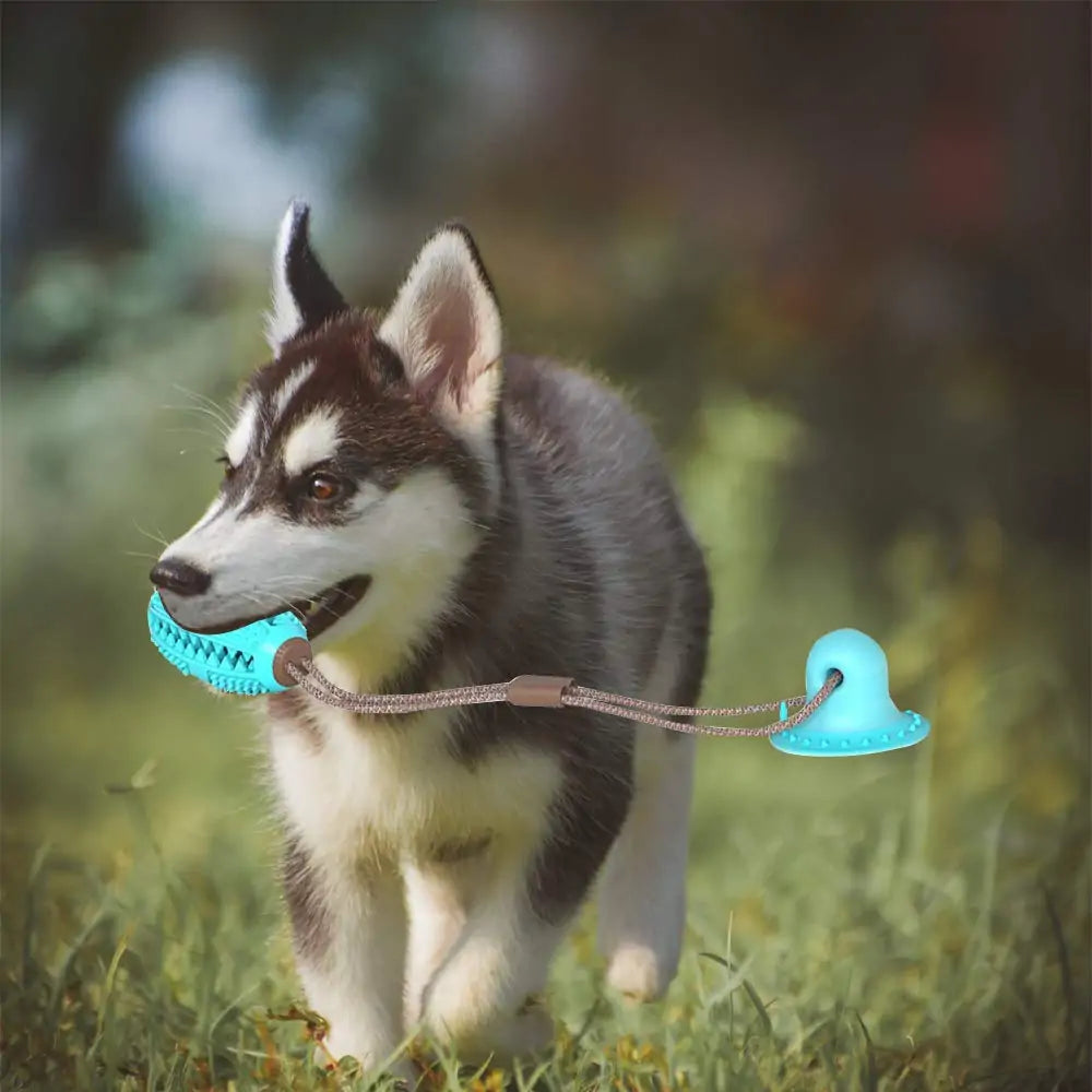 PawHold Toy
