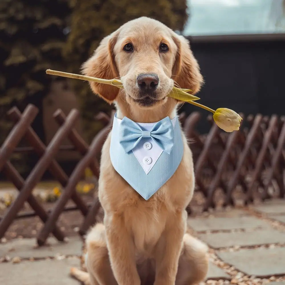 The Gentleman Pup Tie